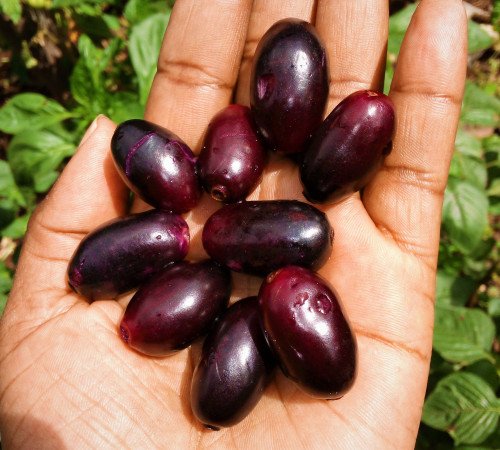 Zambarau/ Jamun fruit